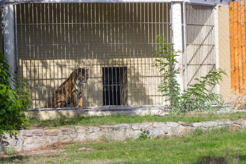 Tigre del asesino en el parque zoológico de Wroclaw imagen de archivo Tigre del asesino en el parque zoológico de Wroclaw imagen de archivo