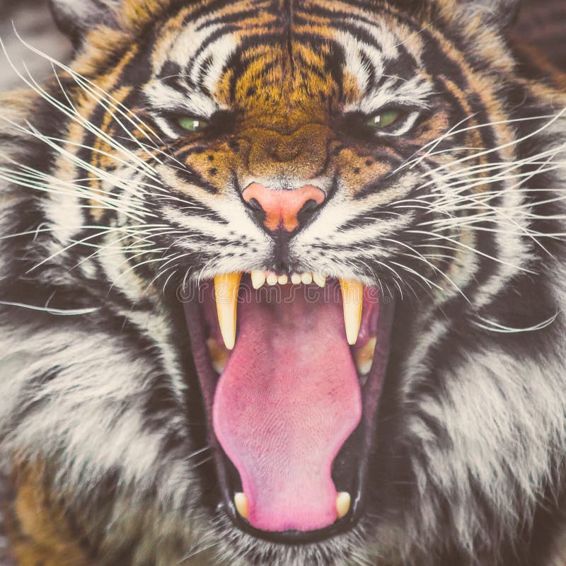 Tigre del rugido Sumatran que muestra los dientes