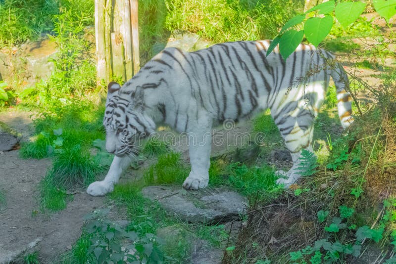 Tigre di Bengala a strisce bianca che cammina intorno in un ritratto animale pericoloso della foresta fotografia stock libera da diritti Tigre di Bengala a strisce bianca che cammina intorno in un ritratto animale pericoloso della foresta fotografia stock libera da diritti
