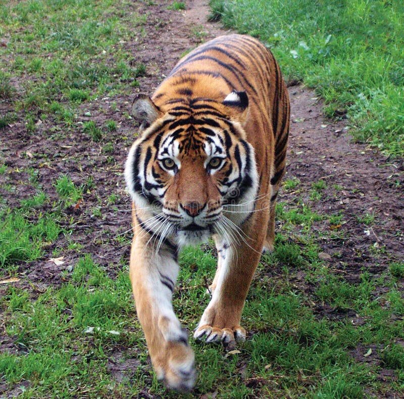 Tigre di Sumatran Tigre di Sumatran
