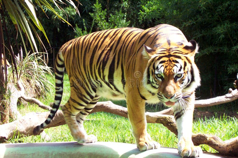 Tigre di Sumatran fotografie stock libere da diritti Tigre di Sumatran fotografie stock libere da diritti
