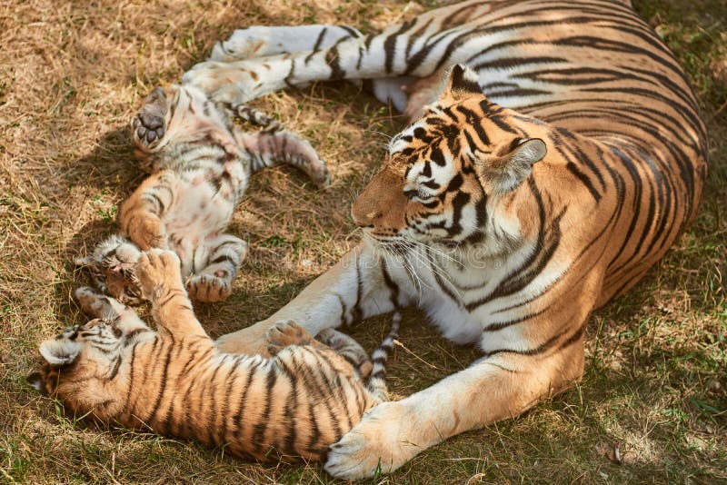 Tigre e cuccioli immagini stock Tigre e cuccioli immagini stock