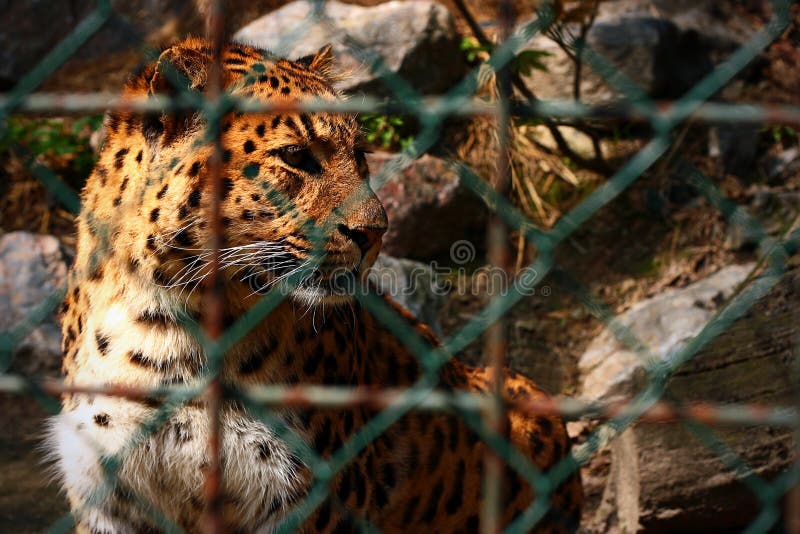 Photo of tiger in zoo behind bars. Photo of tiger in zoo behind bars