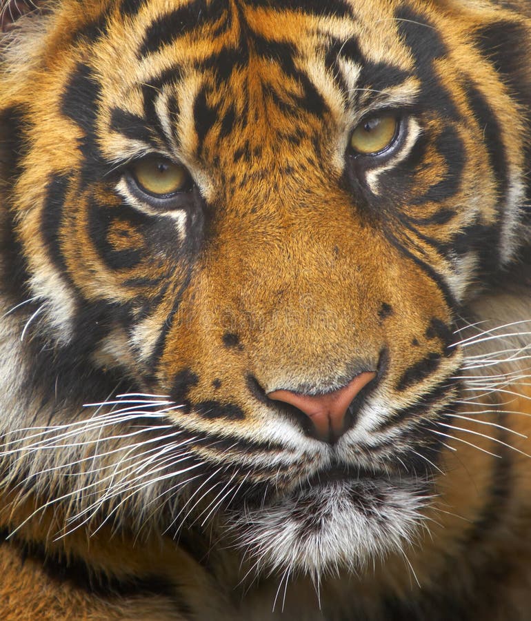 This young Sumatran Tiger was born into a breeding programme at a UK zoo. These animals are currently endangered, their world population down to under 500. This young Sumatran Tiger was born into a breeding programme at a UK zoo. These animals are currently endangered, their world population down to under 500.