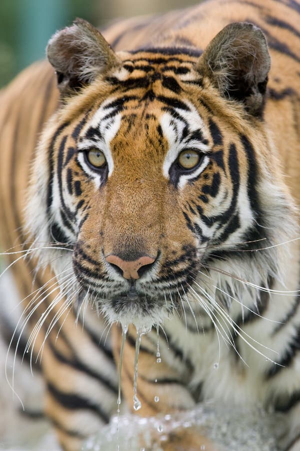 Siberian Tiger Portrait. Aggressive Stare Face Meaning Danger for the Prey  Foto de Stock - Imagem de animal, risco: 148370096