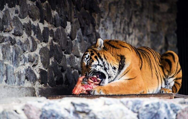 Tigre hermoso de amur que come el pedazo de carne fotos de archivo libres de regalías Tigre hermoso de amur que come el pedazo de carne fotos de archivo libres de regalías