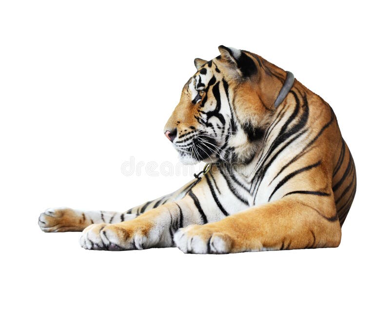 Tigre isolado foto de stock royalty free Tigre isolado foto de stock royalty free