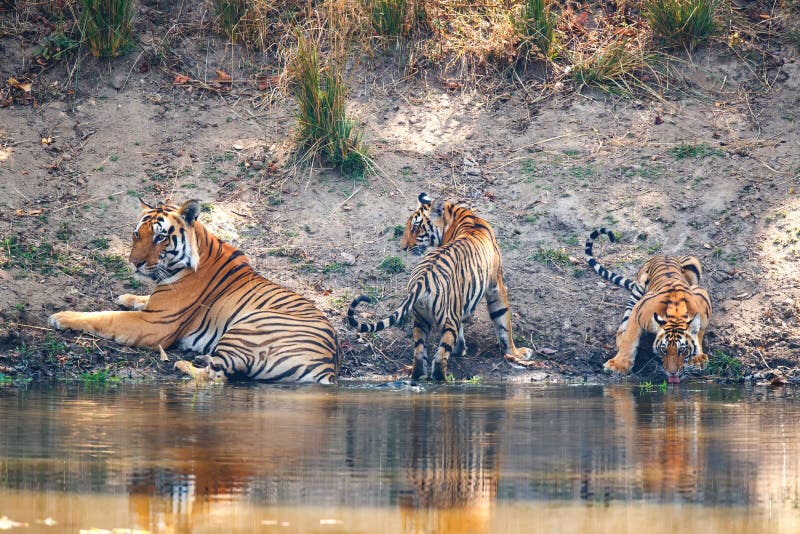 Homem Do Tigre Na Reserva Do Jogo Em África Do Sul Imagem de Stock