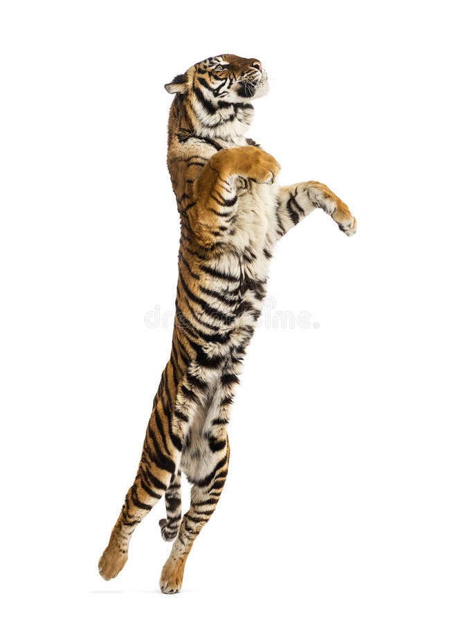 Tigre 3D foto de stock. Imagem de isolado, animal, grande - 36338776