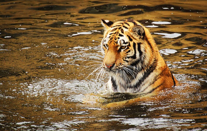 Foto de Tigre De Bengala Em Pé E Observando A Câmera Com Renderização 3d  Incluem Caminho Alfa e mais fotos de stock de Animal de estimação - iStock