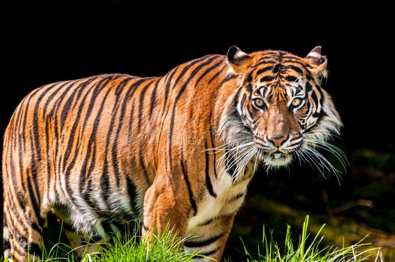 Tigre no fundo escuro foto de stock Tigre no fundo escuro foto de stock