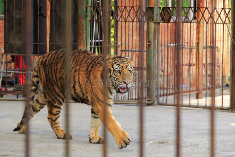 Tigre no jardim zoológico imagens de stock Tigre no jardim zoológico imagens de stock