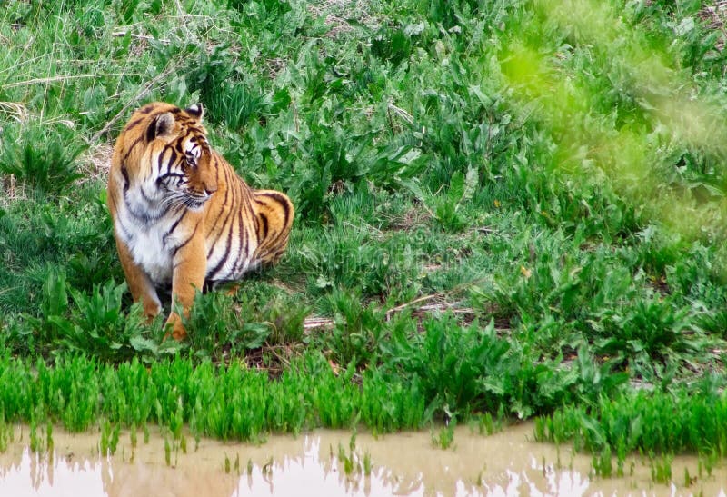 Tigre pelo córrego, esperando sua volta para beber imagem de stock Tigre pelo córrego, esperando sua volta para beber imagem de stock
