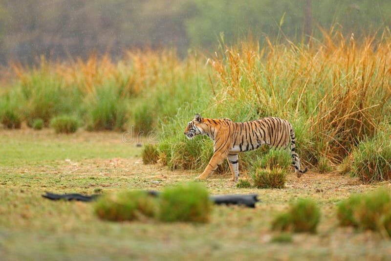 Tigre que anda na grama do lago Tigre indiano com primeira chuva, animal selvagem no habitat da natureza, Ranthambore do perigo, imagens de stock royalty free Tigre que anda na grama do lago Tigre indiano com primeira chuva, animal selvagem no habitat da natureza, Ranthambore do perigo, imagens de stock royalty free