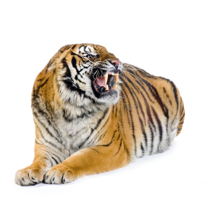 Tigre 3D foto de stock. Imagem de isolado, animal, grande - 36338776
