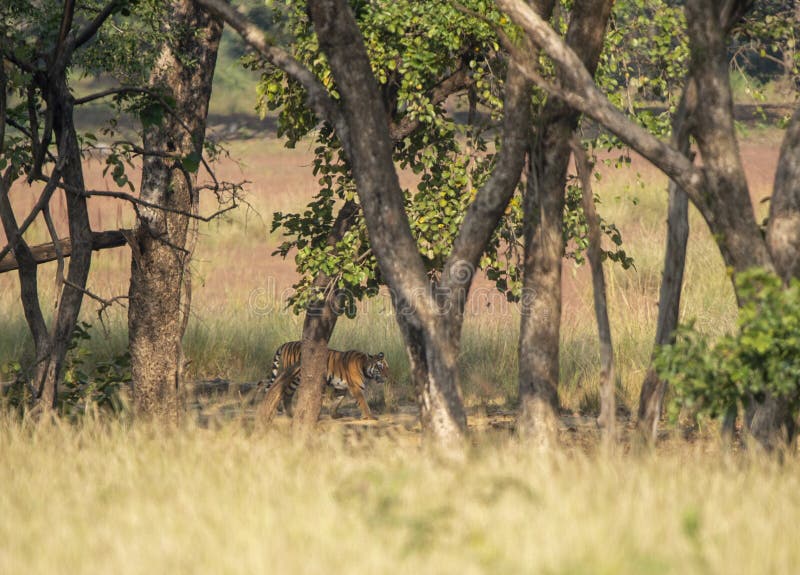 Foto de Tigre Saindo De Um Quadro De Bambu Com Efeito 3d e mais fotos de  stock de Animal - Animal, Bezerro, Branco - iStock