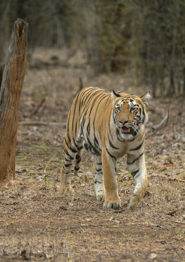 Foto de Tigre Saindo De Um Quadro De Bambu Com Efeito 3d e mais fotos de  stock de Animal - Animal, Bezerro, Branco - iStock