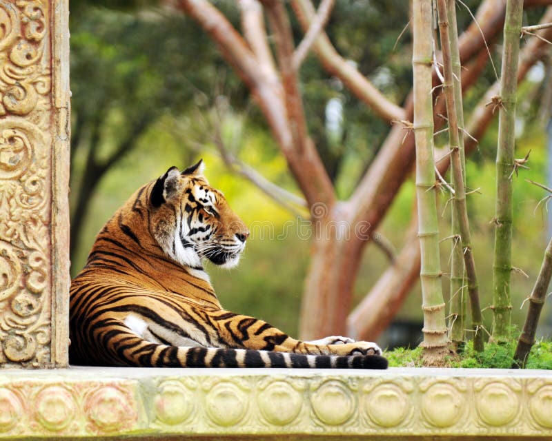 A beautiful Bengal Tiger resting in a garden. A beautiful Bengal Tiger resting in a garden.