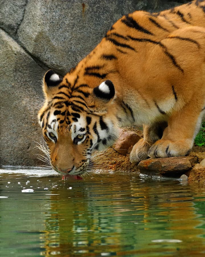 Jogo do tigre imagem de stock. Imagem de respingo, lago - 26669937