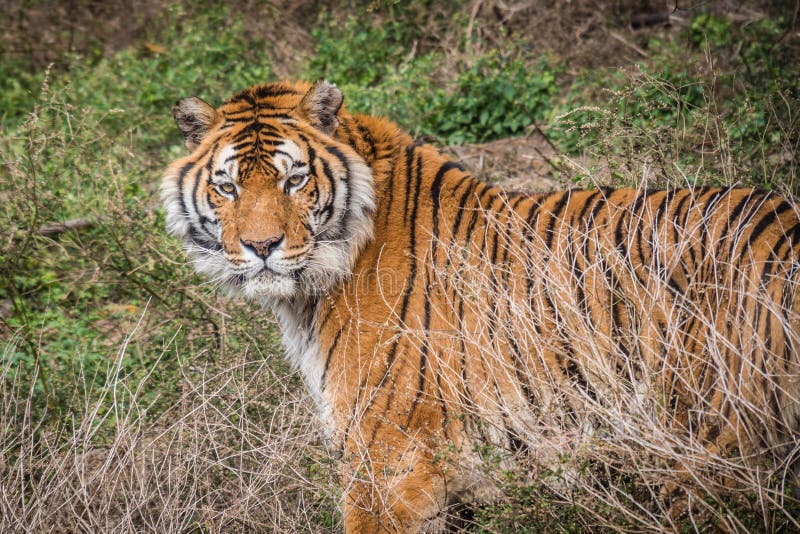 Tigre selvaggia fotografie stock Tigre selvaggia fotografie stock