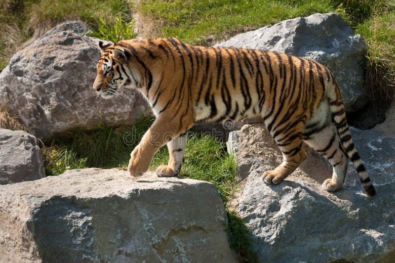 Tigre Siberian imagem de stock Tigre Siberian imagem de stock