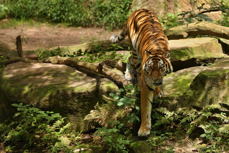 Tigre Siberian, altaica de tigris do Panthera, levantando diretamente na frente do fotógrafo
