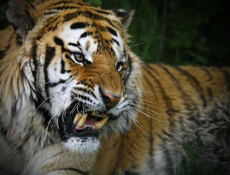 Head and body photograph of large Siberian Tiger. Snarling and looking to the right of camera. Head and body photograph of large Siberian Tiger. Snarling and looking to the right of camera.