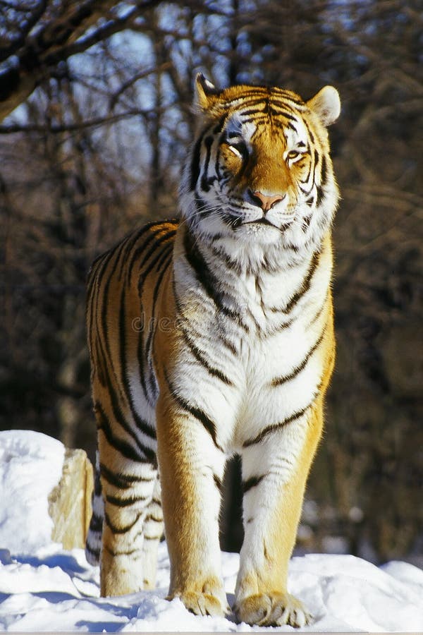 Tigre siberiana in neve Tigre siberiana in neve