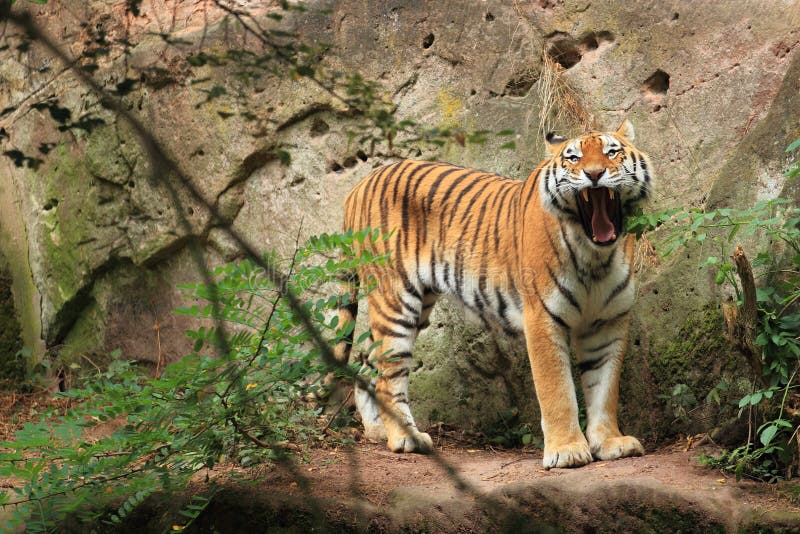 Tigre siberiano de bostezo imagen de archivo Tigre siberiano de bostezo imagen de archivo