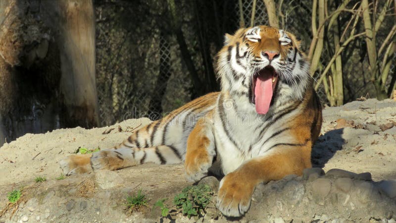Tigre siberiano de bostezo foto de archivo libre de regalías Tigre siberiano de bostezo foto de archivo libre de regalías