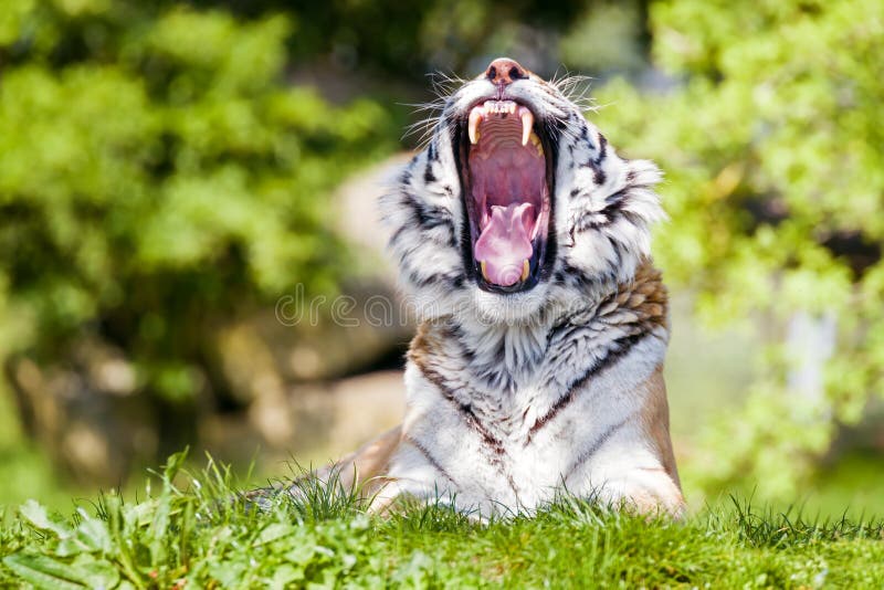 Tigre siberiano de bostezo en sol de la tarde fotografía de archivo libre de regalías Tigre siberiano de bostezo en sol de la tarde fotografía de archivo libre de regalías