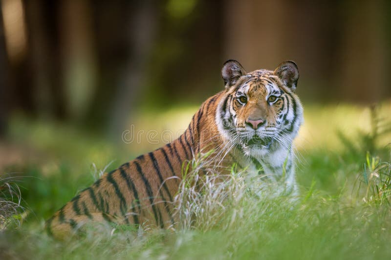 Tigre siberiano que miente en la hierba en la bestia del bosque del verano de la preocupación con los alrededores