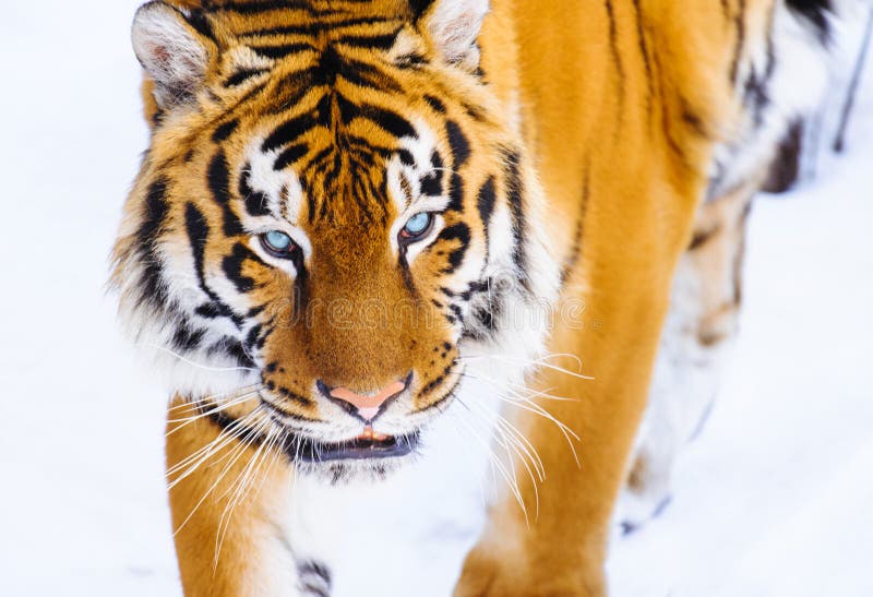 tigre sibérien sur la neige