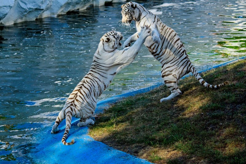 Tigres blancs de combat photographie stock libre de droits Tigres blancs de combat photographie stock libre de droits