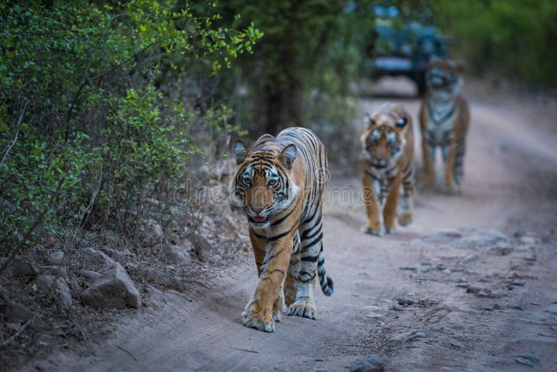 Tigres de Bengala dando un paseo nocturno en una pista de la jungla con un patrón imagen de archivo libre de regalías Tigres de Bengala dando un paseo nocturno en una pista de la jungla con un patrón imagen de archivo libre de regalías
