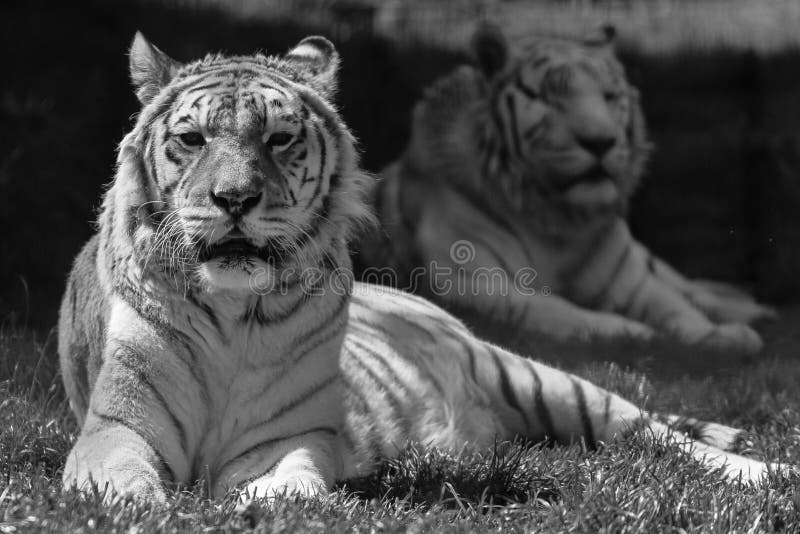 Tigres noirs et blancs au zoo images libres de droits Tigres noirs et blancs au zoo images libres de droits