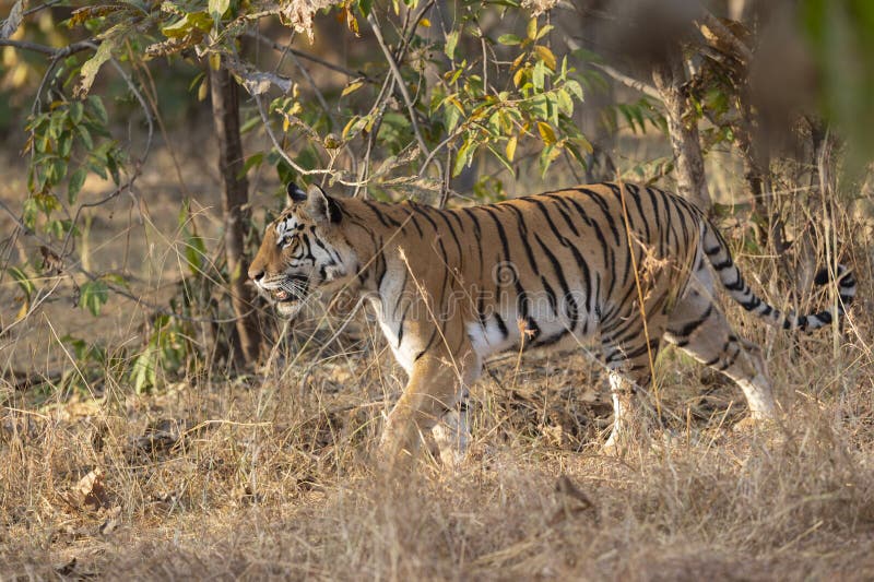 Tigress walking in a tall grass at Pench national Park,Madhya Pradesh