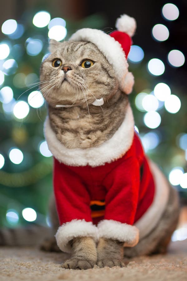 Tigré et le chat heureux Saison 2019 de Noël, nouvelle année, vacances et vacances photo stock Tigré et le chat heureux Saison 2019 de Noël, nouvelle année, vacances et vacances photo stock