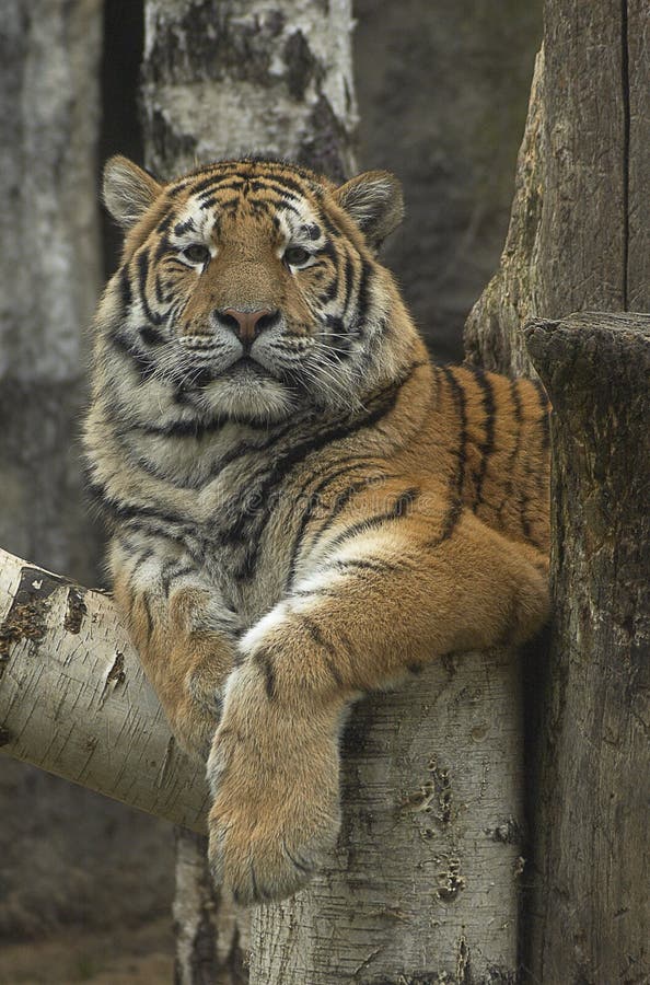 Tijger die op de berktak rust royalty-vrije stock afbeelding Tijger die op de berktak rust royalty-vrije stock afbeelding