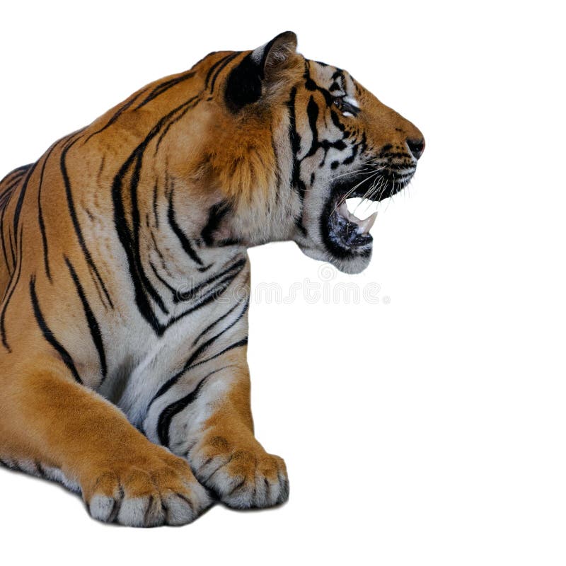 Tijger die op witte achtergrond wordt geïsoleerdg stock fotografie Tijger die op witte achtergrond wordt geïsoleerdg stock fotografie