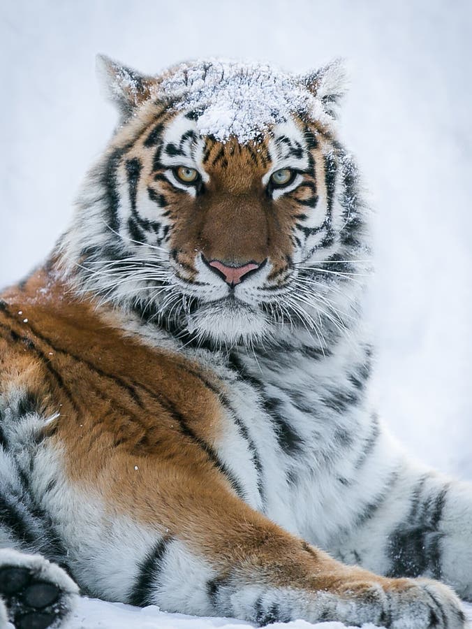 Tijger in het bos van de sneeuwwinter stock fotografie Tijger in het bos van de sneeuwwinter stock fotografie
