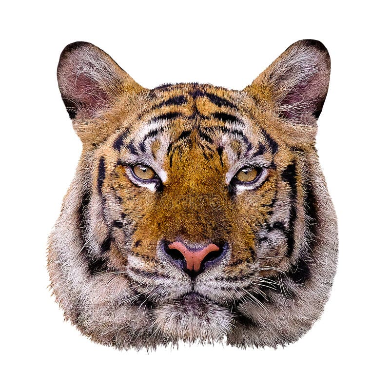 Tijgerkop witte achtergrond stock fotografie