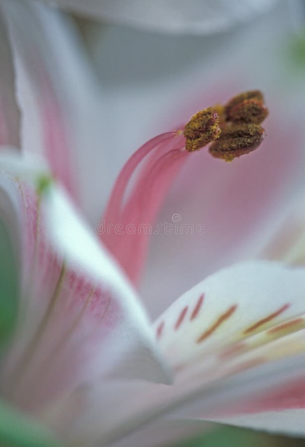 Tijger lilly stock afbeelding Tijger lilly stock afbeelding