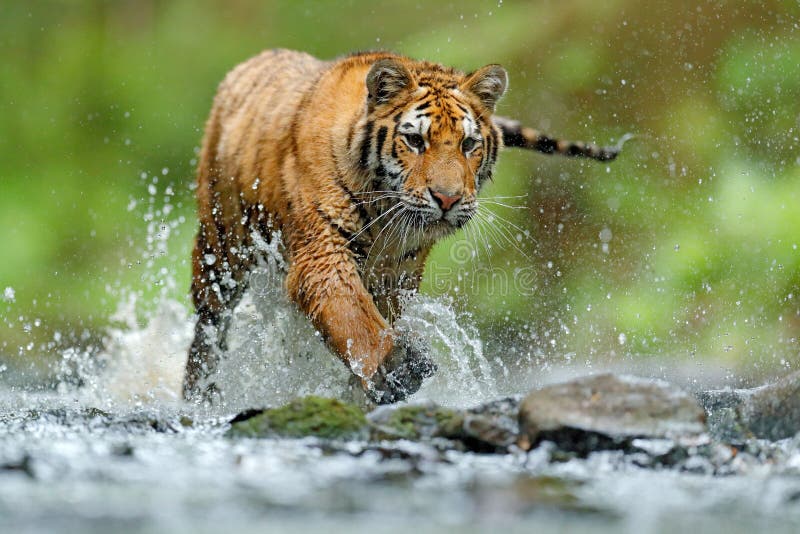 Tijger met het water van de plonsrivier Het wildscène van de tijgeractie, wilde kat, aardhabitat Tijger die in water loopt Gevaar