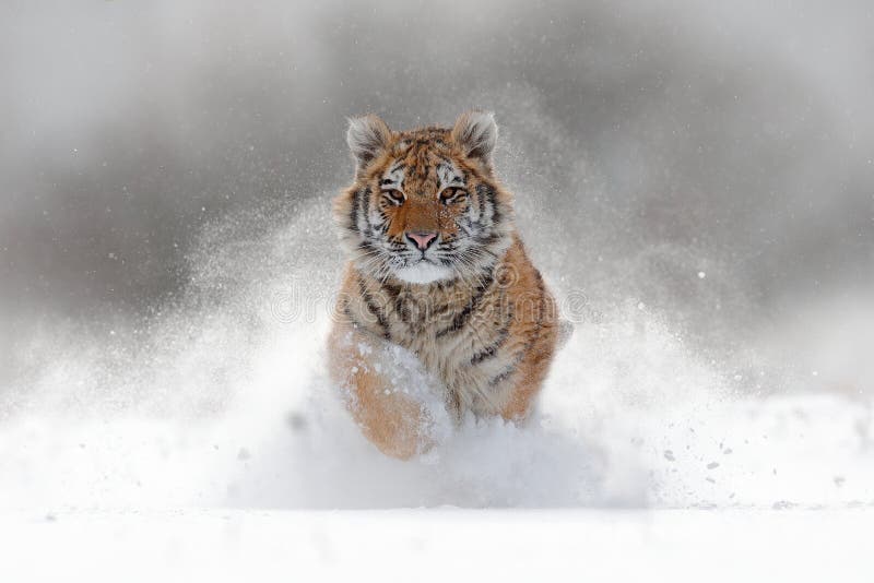Tijger in wilde de winteraard Amurtijger die in de sneeuw lopen De scène van het actiewild met gevaarsdier De koude winter in taj Tijger in wilde de winteraard Amurtijger die in de sneeuw lopen De scène van het actiewild met gevaarsdier De koude winter in taj