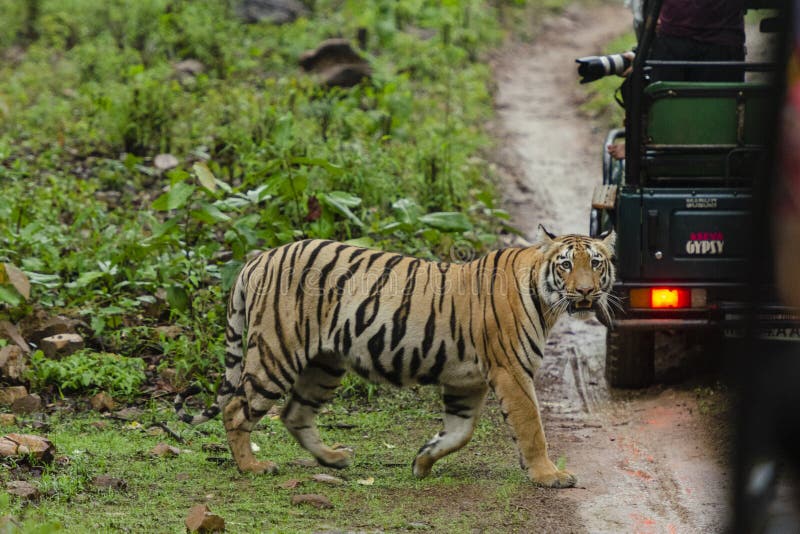 Tijgerin die de bossleep kruisen achter safari vehical bij Tadoba-Maharashtra van de Tijgerreserve, India royalty-vrije stock foto's Tijgerin die de bossleep kruisen achter safari vehical bij Tadoba-Maharashtra van de Tijgerreserve, India royalty-vrije stock foto's