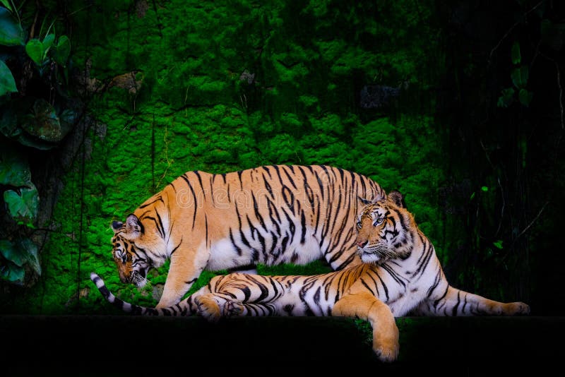 Tijgerportret van een tijger van Bengalen stock afbeelding Tijgerportret van een tijger van Bengalen stock afbeelding