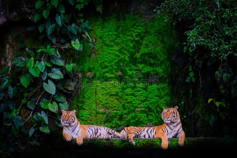 Tijgerportret van een tijger van Bengalen stock foto's Tijgerportret van een tijger van Bengalen stock foto's