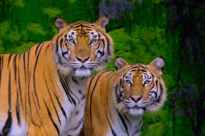 Tijgerportret van een tijger van Bengalen stock foto Tijgerportret van een tijger van Bengalen stock foto
