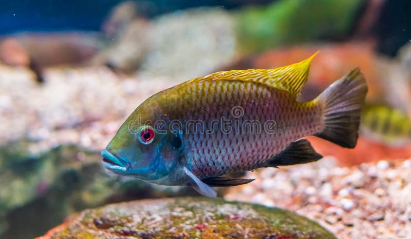 Tilapia Deckerti Fish in Closeup, Critically Endangered Animal Specie ...